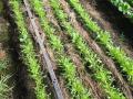 緑肥連続栽培3