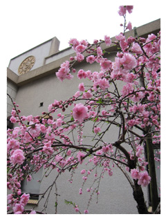 東大の八重桜