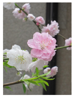 東大の八重桜