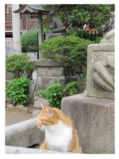 池上本門寺の猫