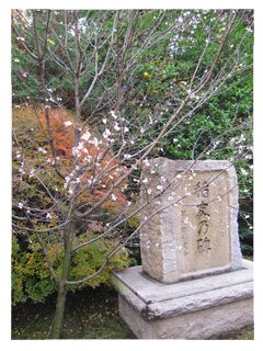 早稲田大学大隈庭園の冬桜
