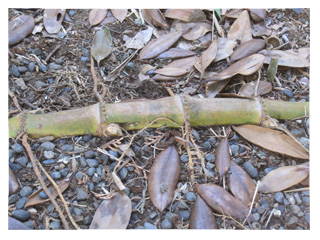 竹の地下茎