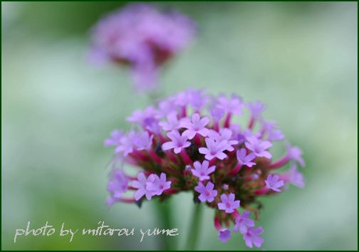 淡紫色のダキバアレチガサの花