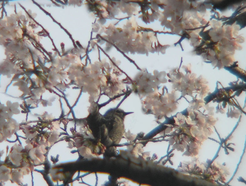 大阪桜ノ宮公園4月3日満開鶯みたい