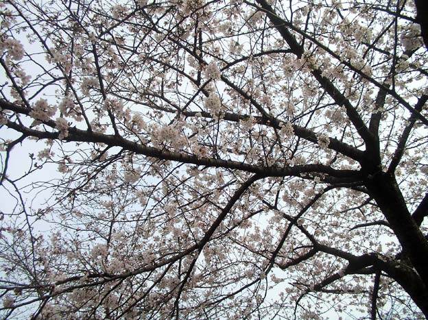 大阪桜ノ宮公園4月3日満開