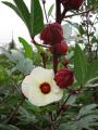 H22.9.30白花ローゼル(Ann)の花と実＠IMG_2235