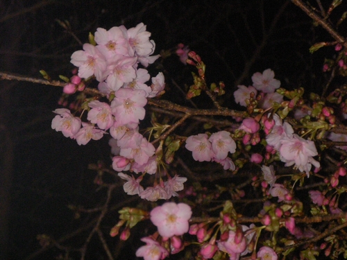 101号室前夜桜