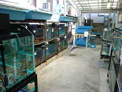 金魚坂の金魚売り場には水槽が沢山ある