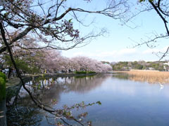 上野の不忍池と鷺