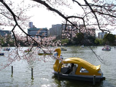 上野の不忍池とスワン型ボート