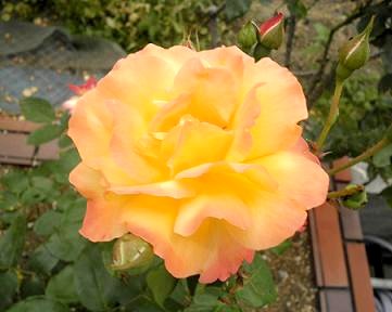 P5201022a.jpg