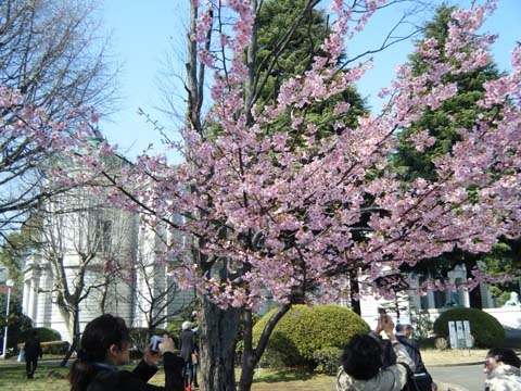 河津桜の写真を撮る人たち