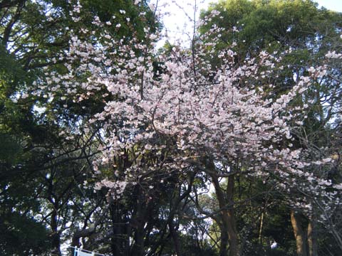 満開の大寒桜