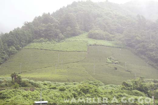 山の斜面の茶畑