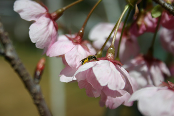 桜が咲きました20120327a