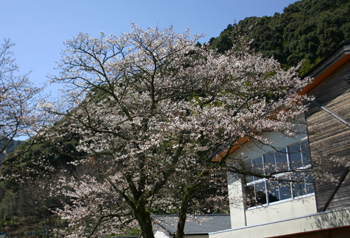 桜が咲きました20120327b