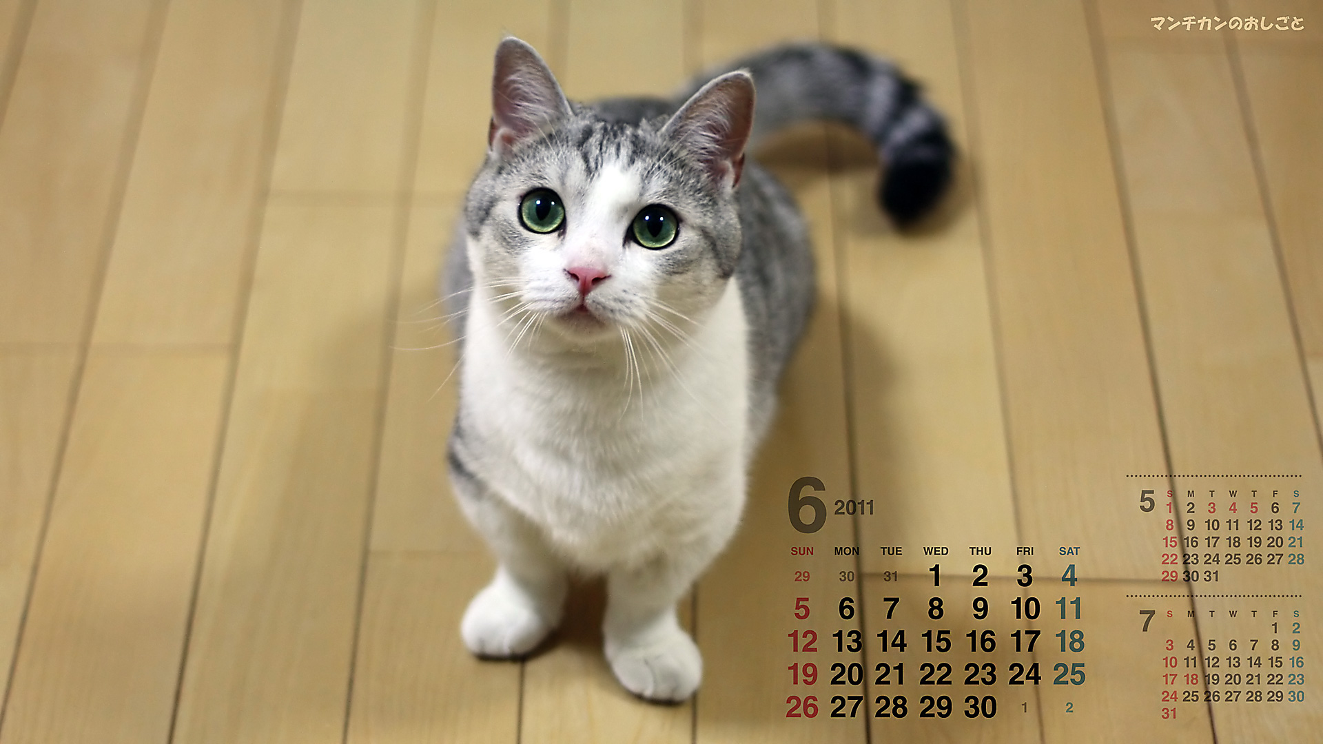 猫カレンダー始めました 猫日記 マンチカンのおしごと