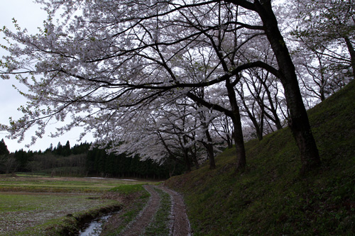 秋田県湯沢市の桜