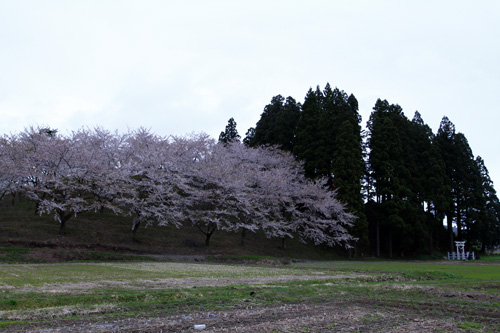 秋田県湯沢市の桜
