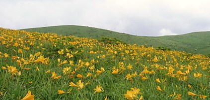 2009霧ヶ峰ニッコウキツゲ