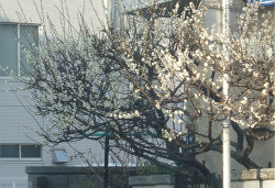 別府・浜脇では梅の花が満開