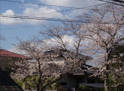 ベランダから見えるご近所の桜の木