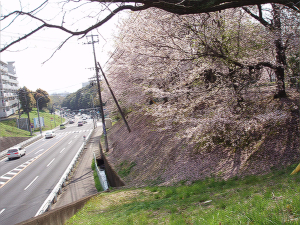 斜面も桜色