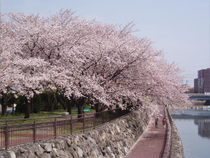 芸術会館前の桜