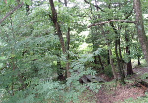 森の中のベンチと小川