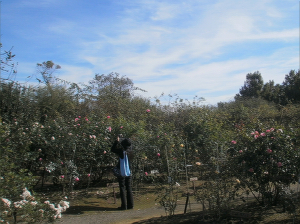 20薔薇を撮影する人