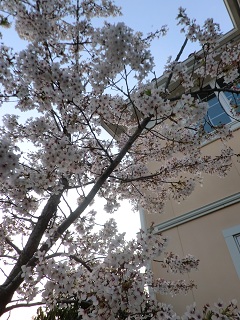 桜 (2)