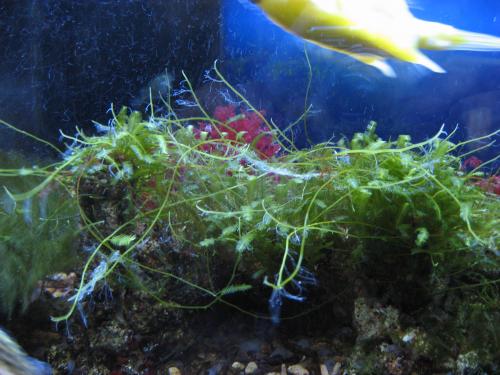 海藻の変化2