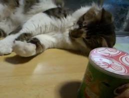 お菓子の容器でエアーホッケーする猫 : こんにちは - 無料ゲームと話題の動画
