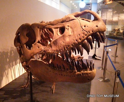 国立科学博物館にタルボサウルス出現