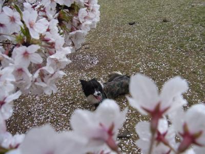 20120411桜とねる