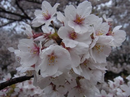 20120411公園の桜