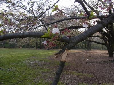 20120416桜の枝がポッキリ