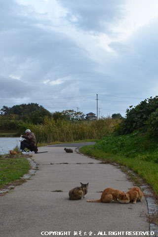 CATS in THE PARK