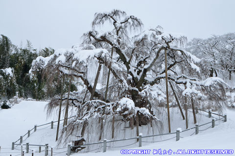 滝桜の雪景色