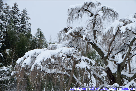 滝桜の雪景色