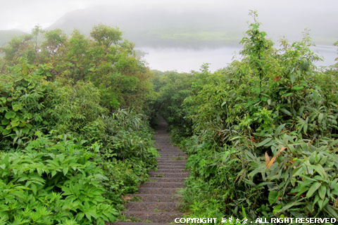 金沢峠から雄国沼への階段