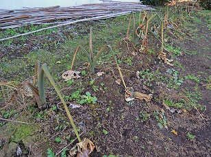 サトイモ栽培地　その１