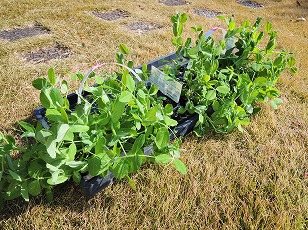 季節のガーデニング つるなしスナップエンドウ苗の植え付け