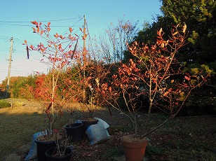 ブルーベリー　鉢植え