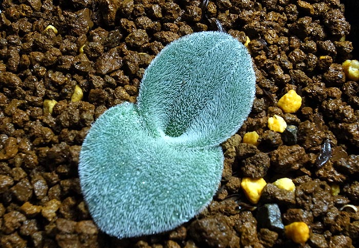 drimia platyphylla