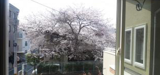 H様邸の桜の木(縮小）