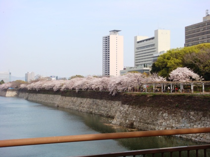 CherryBlossomsOsakajoKoen1.jpg