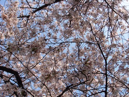 CherryBlossomsOsakajoKoen2.jpg