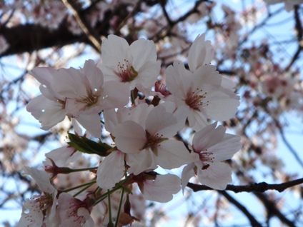 CherryBlossomsOsakajoKoen5.jpg
