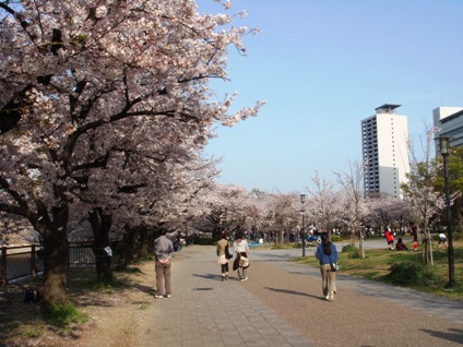CherryBlossomsOsakajoKoen6.jpg